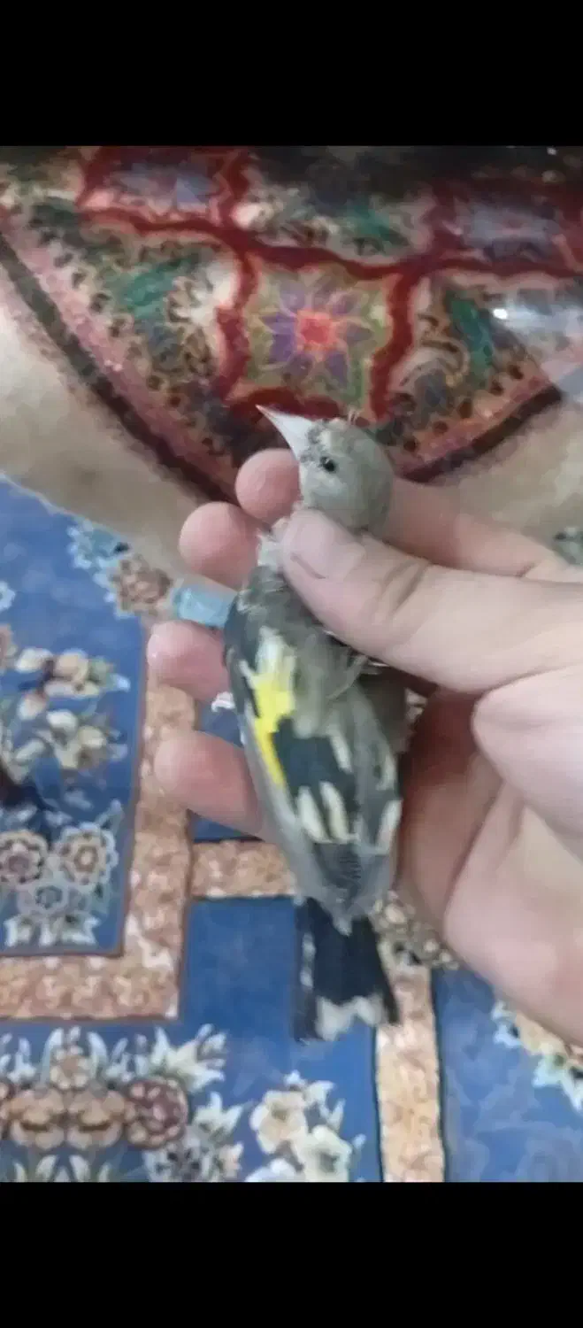 جوجه سهره|پرنده|کرمان, |دیوار