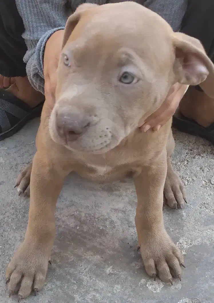 پیتبول|سگ|اهواز, زرگان|دیوار