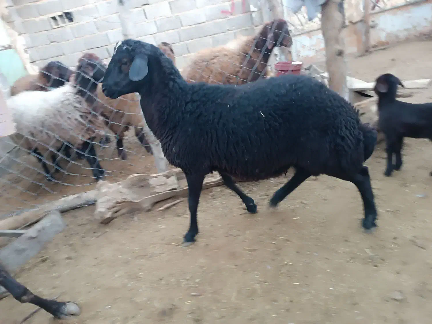 بز جوان ارزان و بره نر هترو|حیوانات مزرعه|دامغان, |دیوار