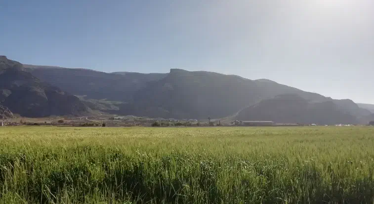 فروش زمین کشاورزی|فروش زمین و ملک کلنگی|سیدان, |دیوار