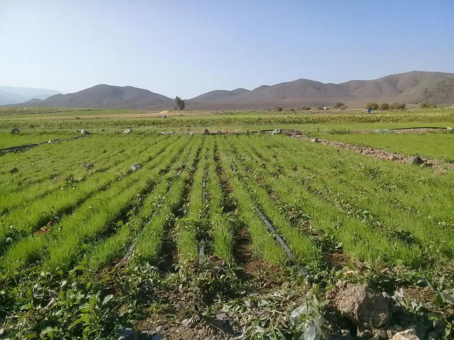 نشا پیاز سفید بذر مینرواسیوان|گل و گیاه طبیعی|درب بهشت, |دیوار