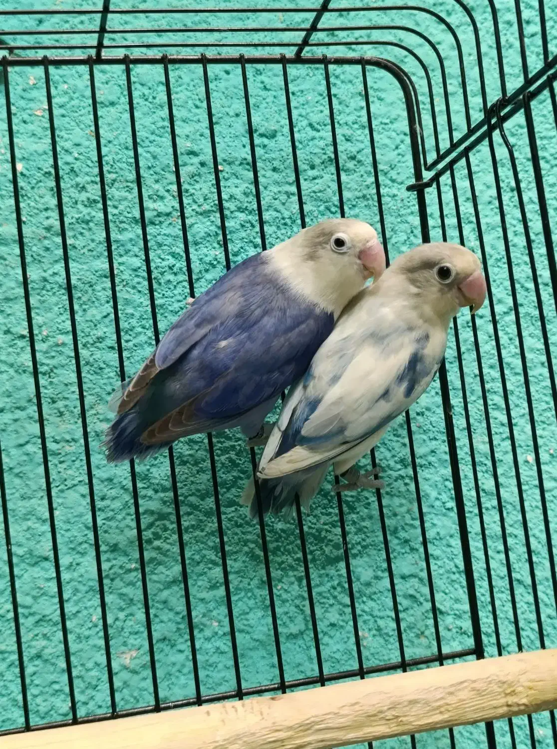 طوطی برزیلی مولد در رنگ های خاص|پرنده|قائمشهر, |دیوار