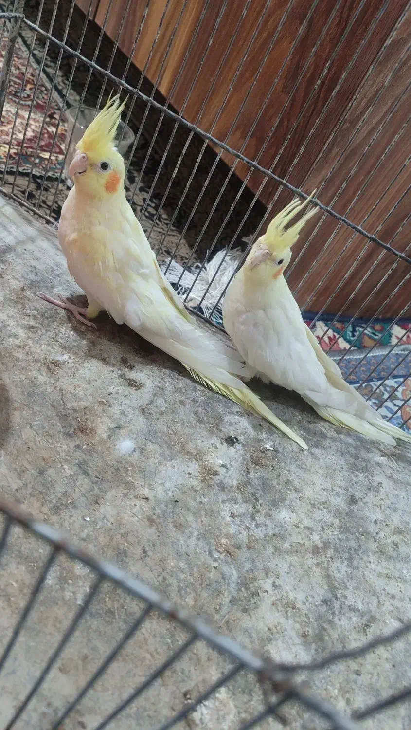 عروس هلندی|پرنده|زاهدان, |دیوار