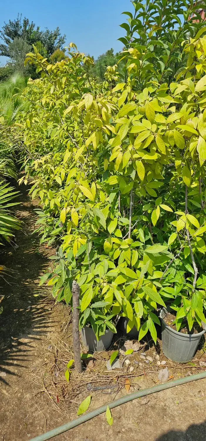 گل یخ|گل و گیاه طبیعی|نوشهر, |دیوار