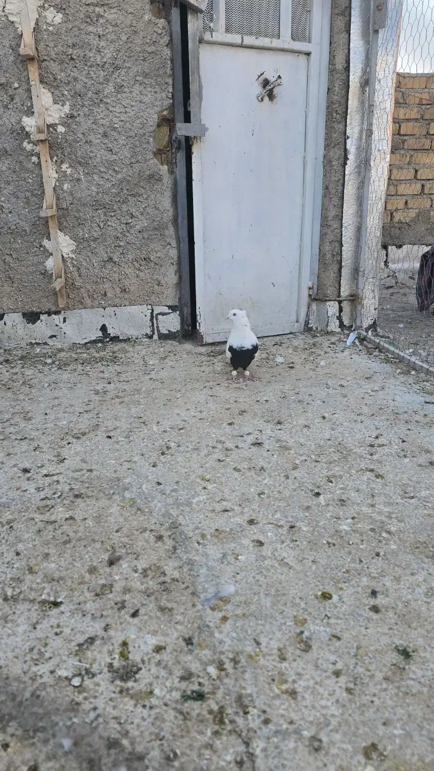 دم سیاه نر درجه یک|پرنده|مرودشت, ابوذر شمالی‎|دیوار