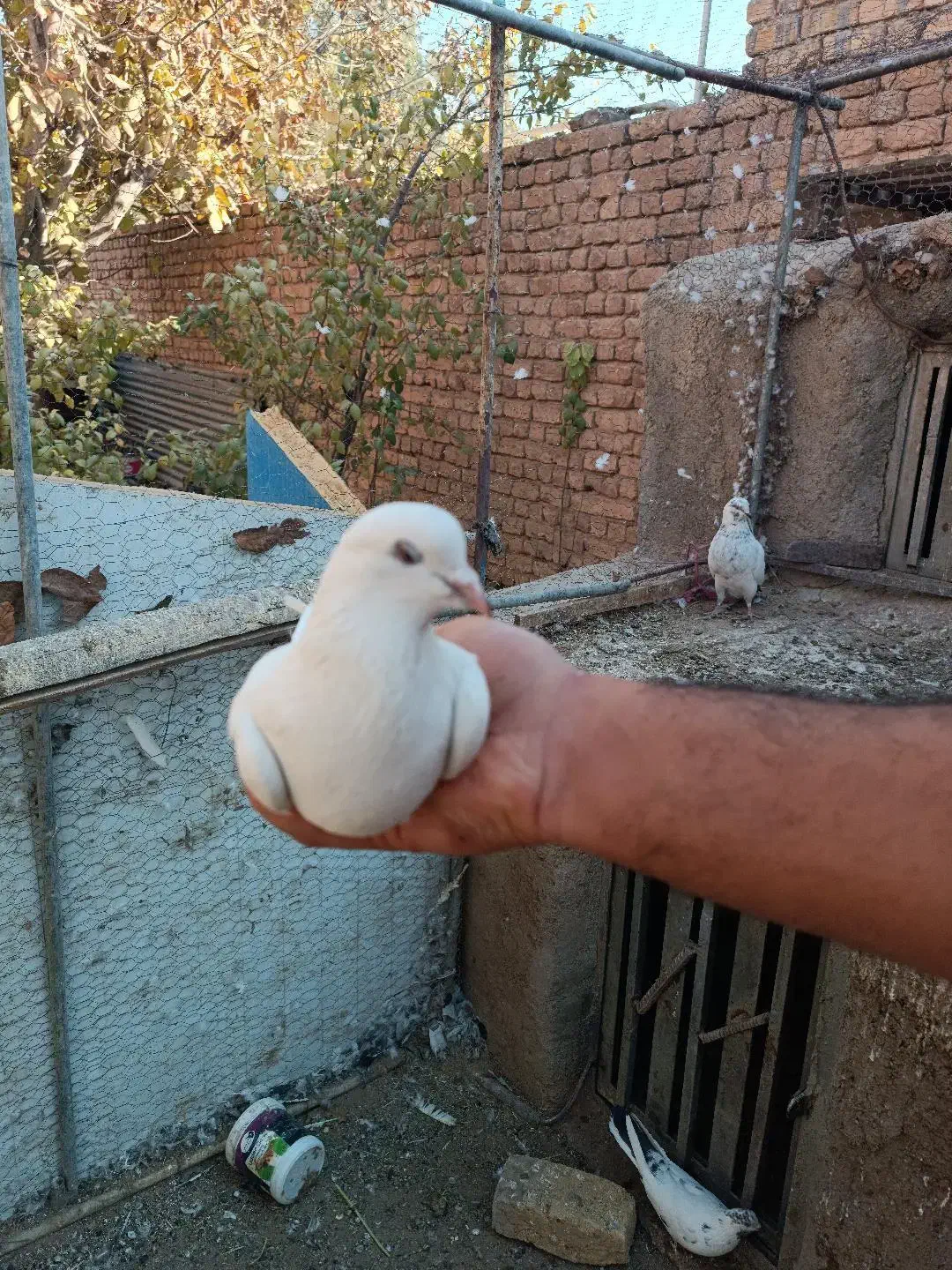 کفتر پرشی|پرنده|معصومیه, |دیوار