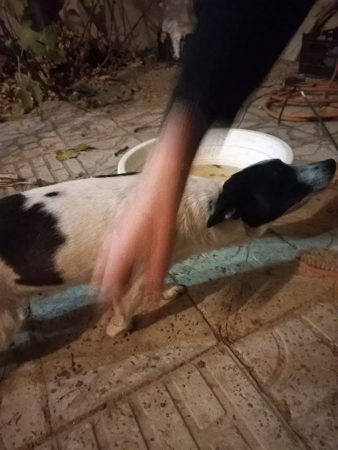 یک سگ خرطول|سگ|ملایر, |دیوار