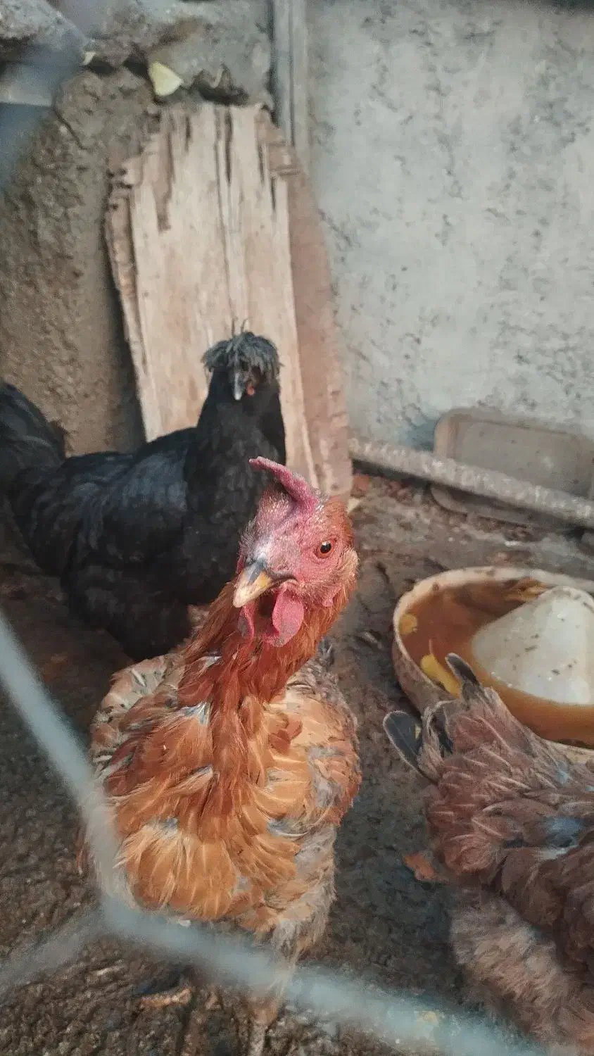 مرغ|حیوانات مزرعه|گیان, |دیوار