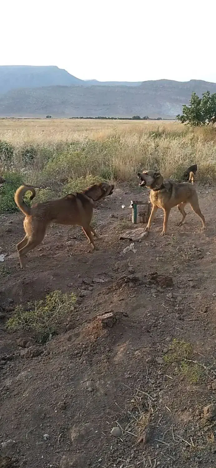 سگ سرابی|سگ|بانش, |دیوار