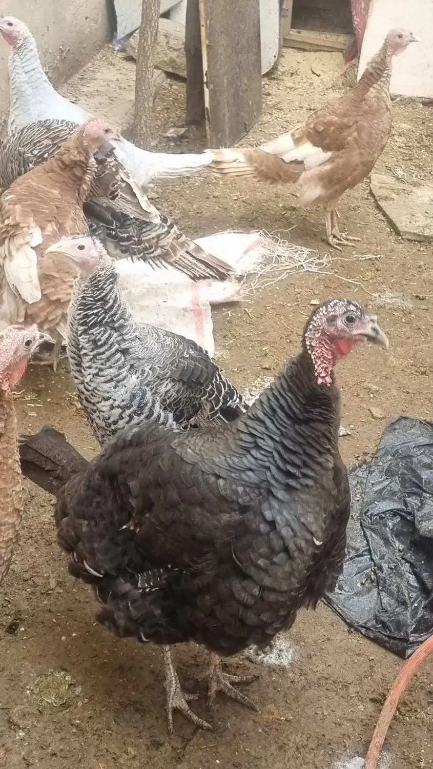 بوقلمون|حیوانات مزرعه|کرج, برغان|دیوار