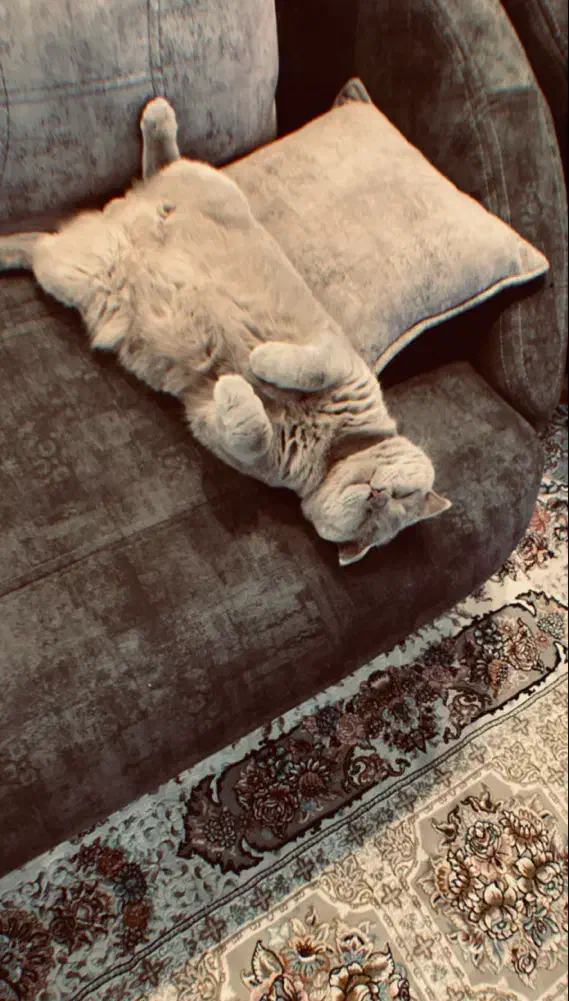 گربه اسکاتیش فولد آماده جفتگیری با سابقه درخشان|گربه|مشهد, شهید مطهری|دیوار