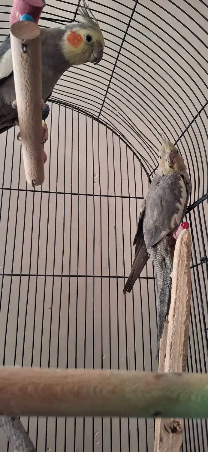 پرنده عروس هلندی|پرنده|مشهد, قائم|دیوار