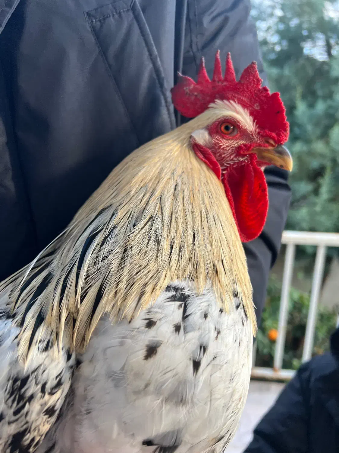 خروس بومی قوی|حیوانات مزرعه|تهران, تهرانپارس جنوبی|دیوار