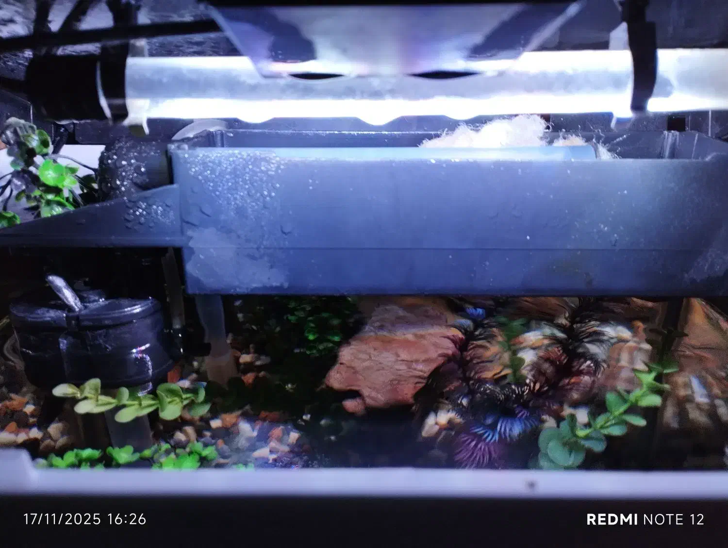 اکواریوم ماهی|ماهی|کرمان, |دیوار