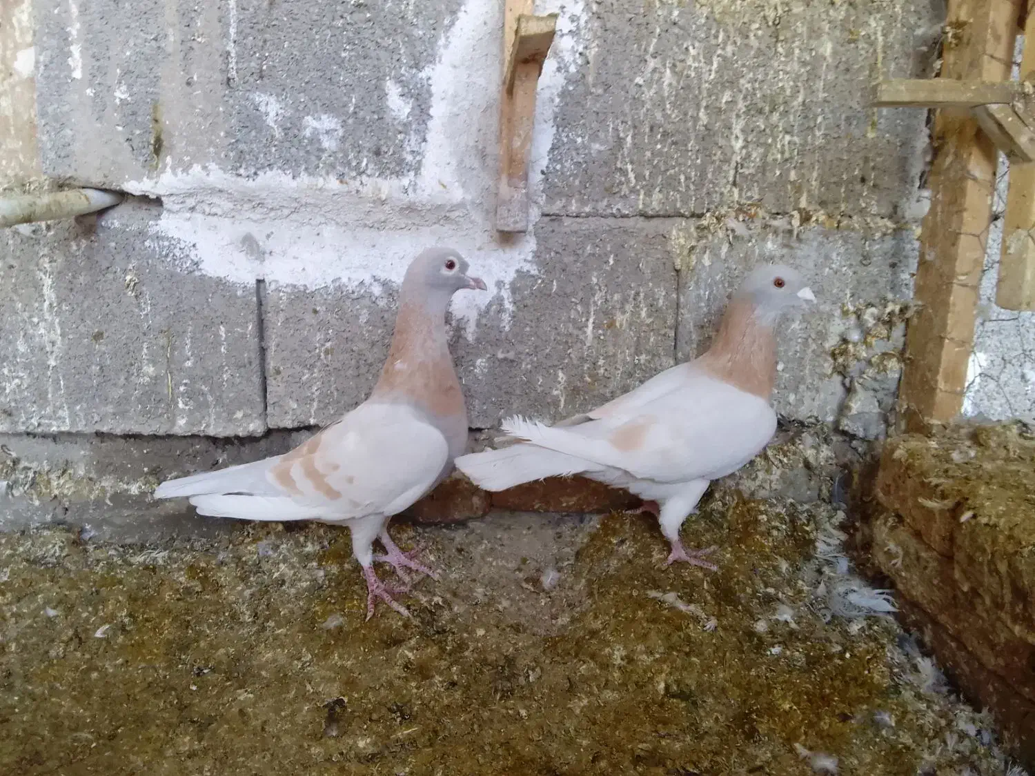 کبوتر|پرنده|فسا, |دیوار