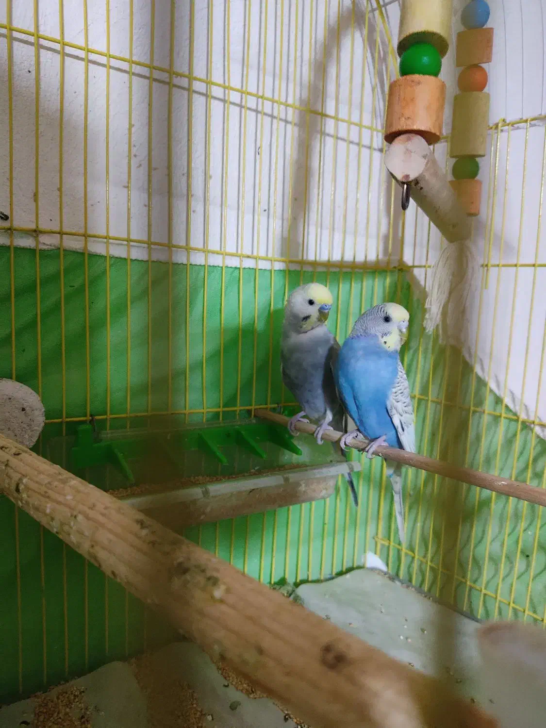 جفت مرغ عشق مولد نژاد رینبو|پرنده|فردیس, شهرک شهید حسینی|دیوار