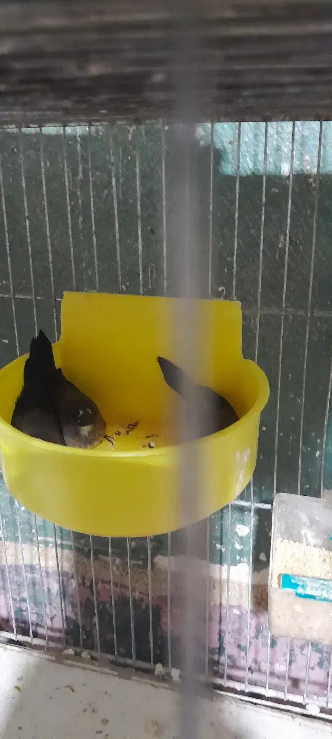 فنچ بنگال|پرنده|شاهرود, |دیوار