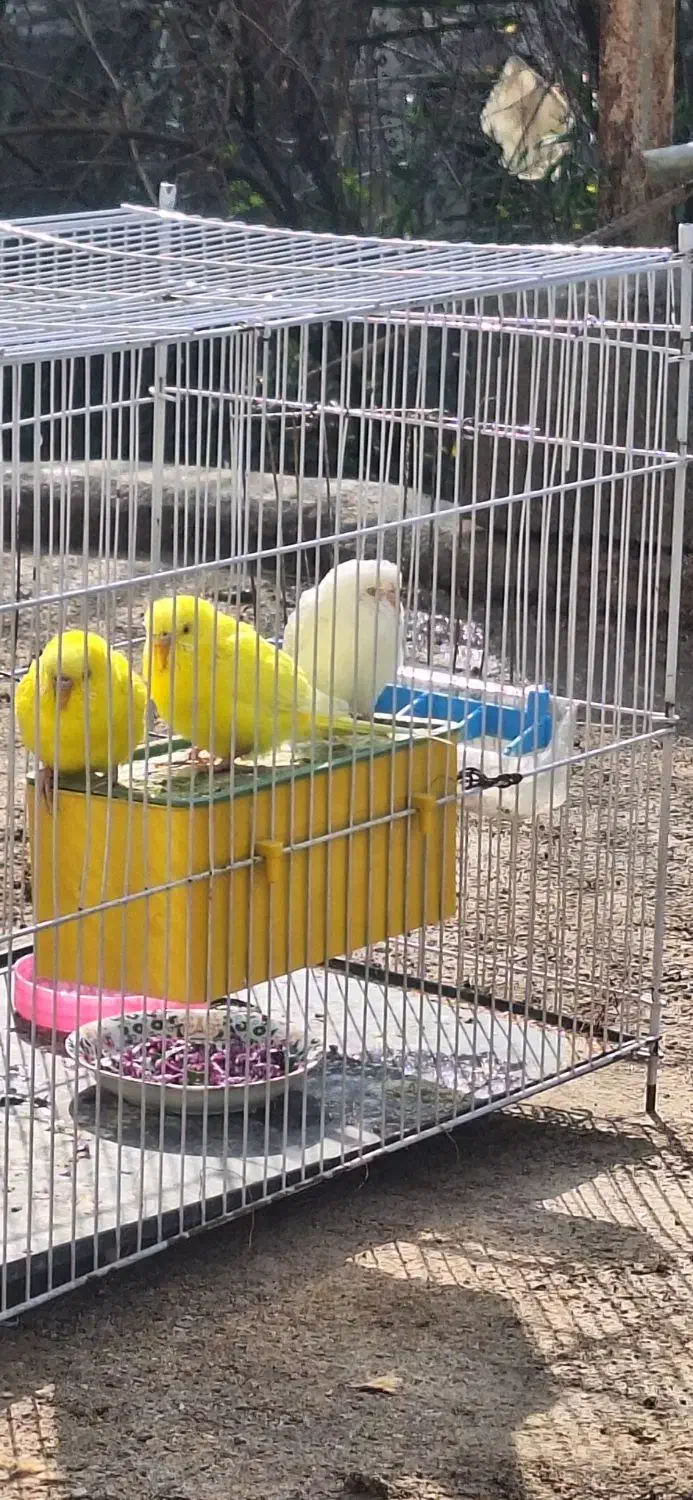 مرغ عشق|پرنده|خرمشهر, |دیوار