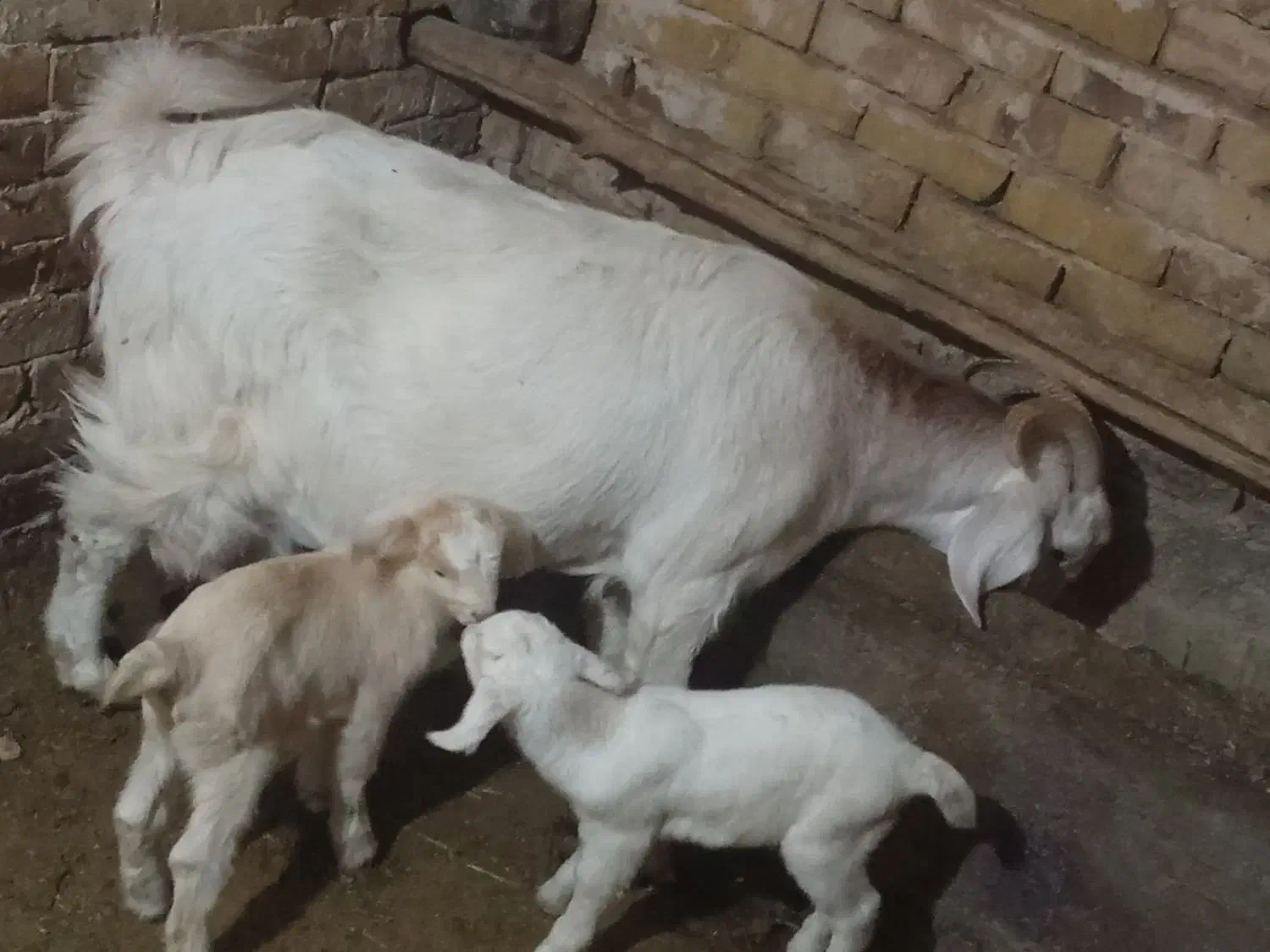 بزسانن|حیوانات مزرعه|باخزر, |دیوار