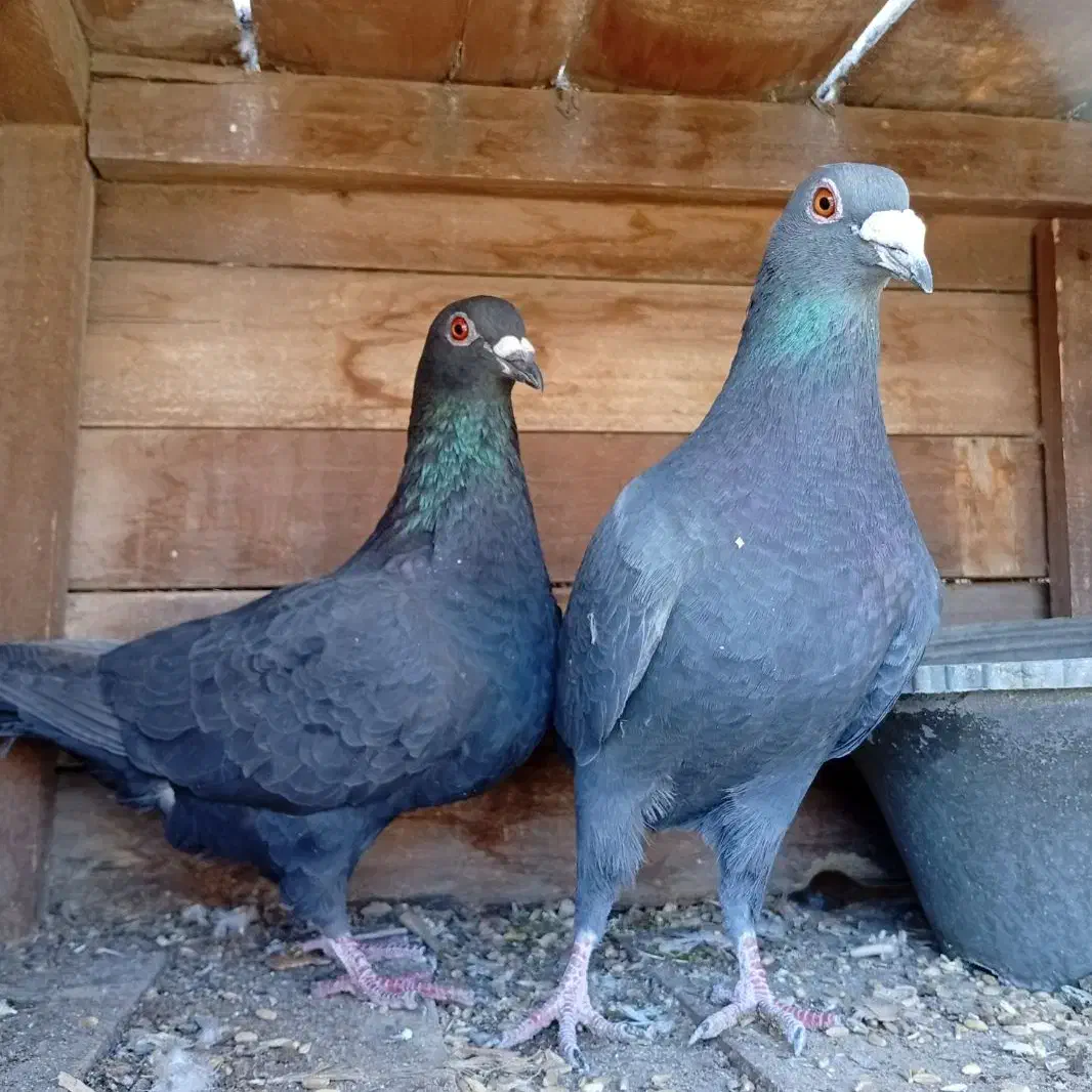 کبوتر پلاکی|پرنده|بافت, |دیوار