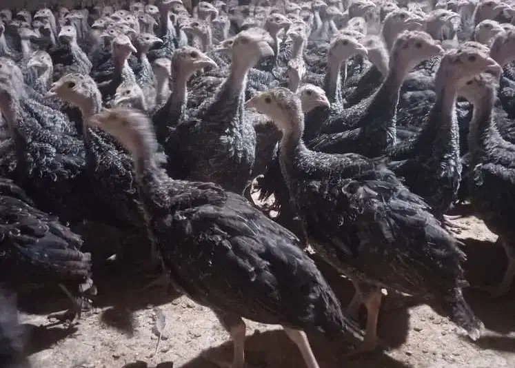 جوجه مرغوخروس محلی و بوقلمون محلی|حیوانات مزرعه|شیراز, رکنآباد|دیوار