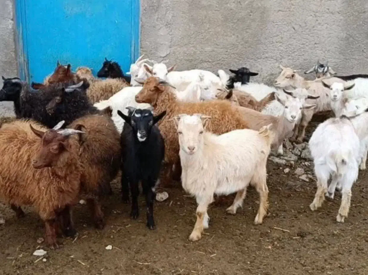 ۲بز ماده، ۴ تا بزغاله نر|حیوانات مزرعه|آزادشهر, |دیوار