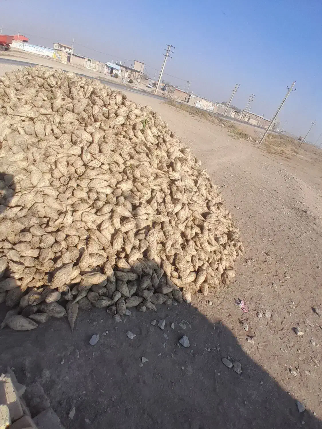 چغندر قند تازه|عمده‌فروشی|بشاریات, |دیوار