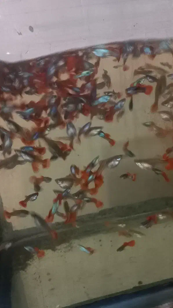 ماهی زینتی گوپی، تگزاسی، ماکرو، شمشیری و مولی|ماهی|نجف‌آباد, امام خمینی|دیوار