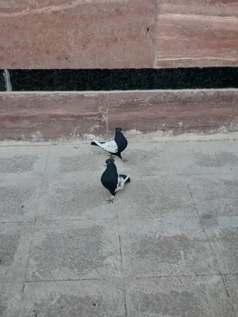 کفتربهبونی|پرنده|صدرا-فارس, فاز ۲|دیوار