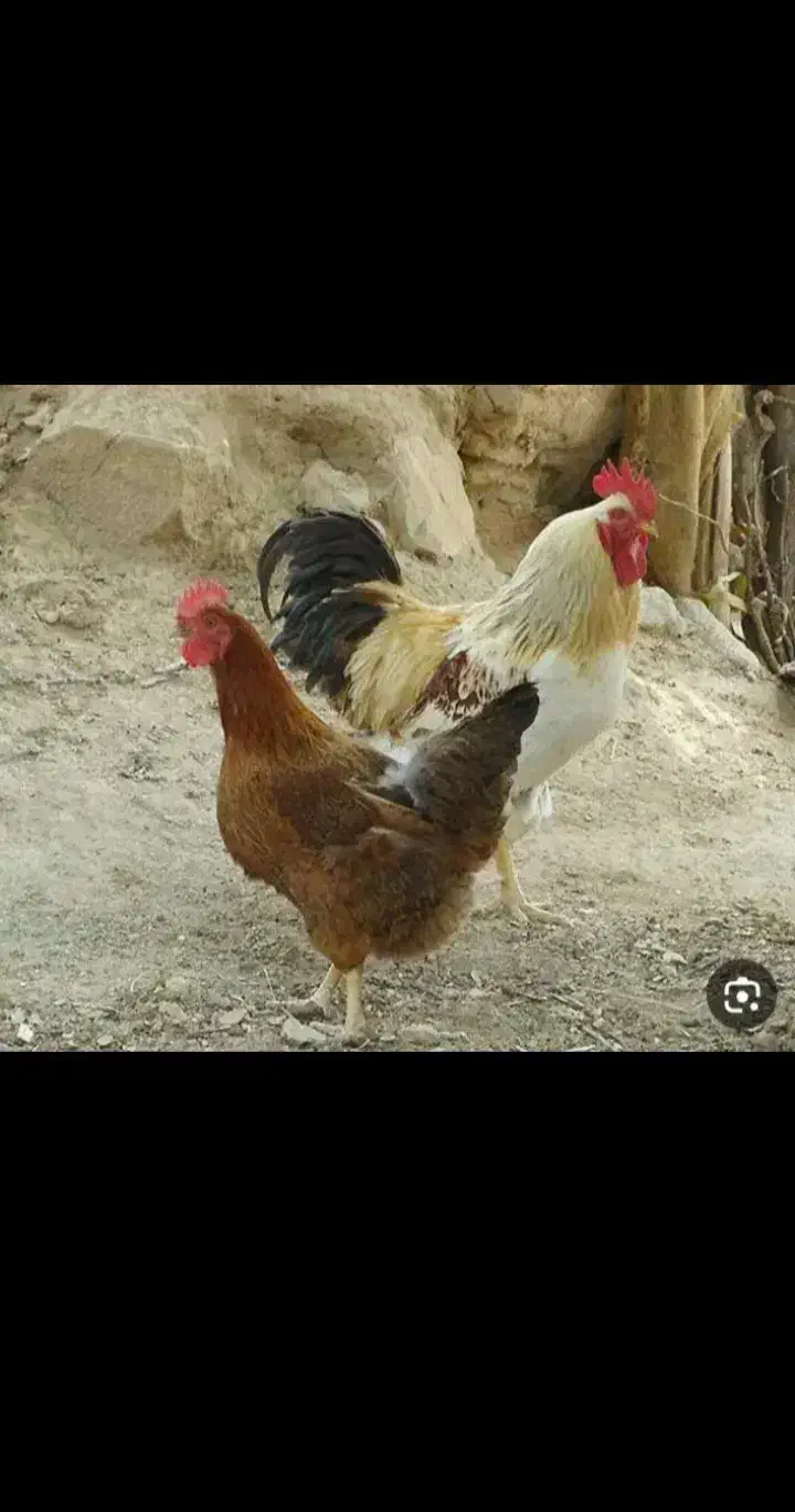 مرغ وخروس آلیرام|حیوانات مزرعه|سراب, |دیوار