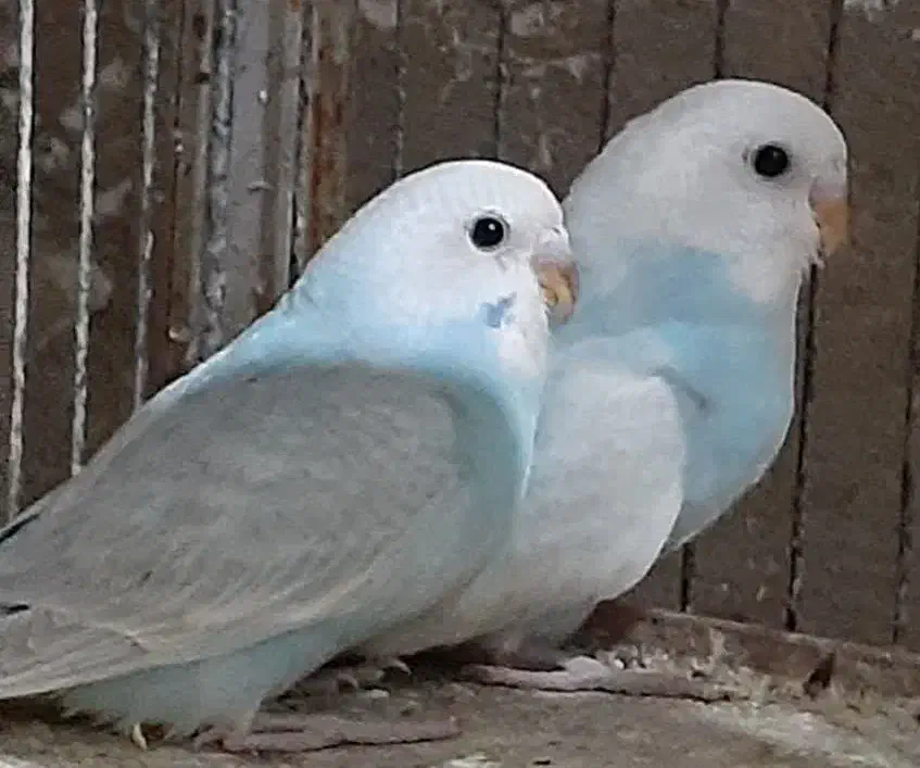 مرغ عشق|پرنده|محمدشهر, محمدشهر|دیوار