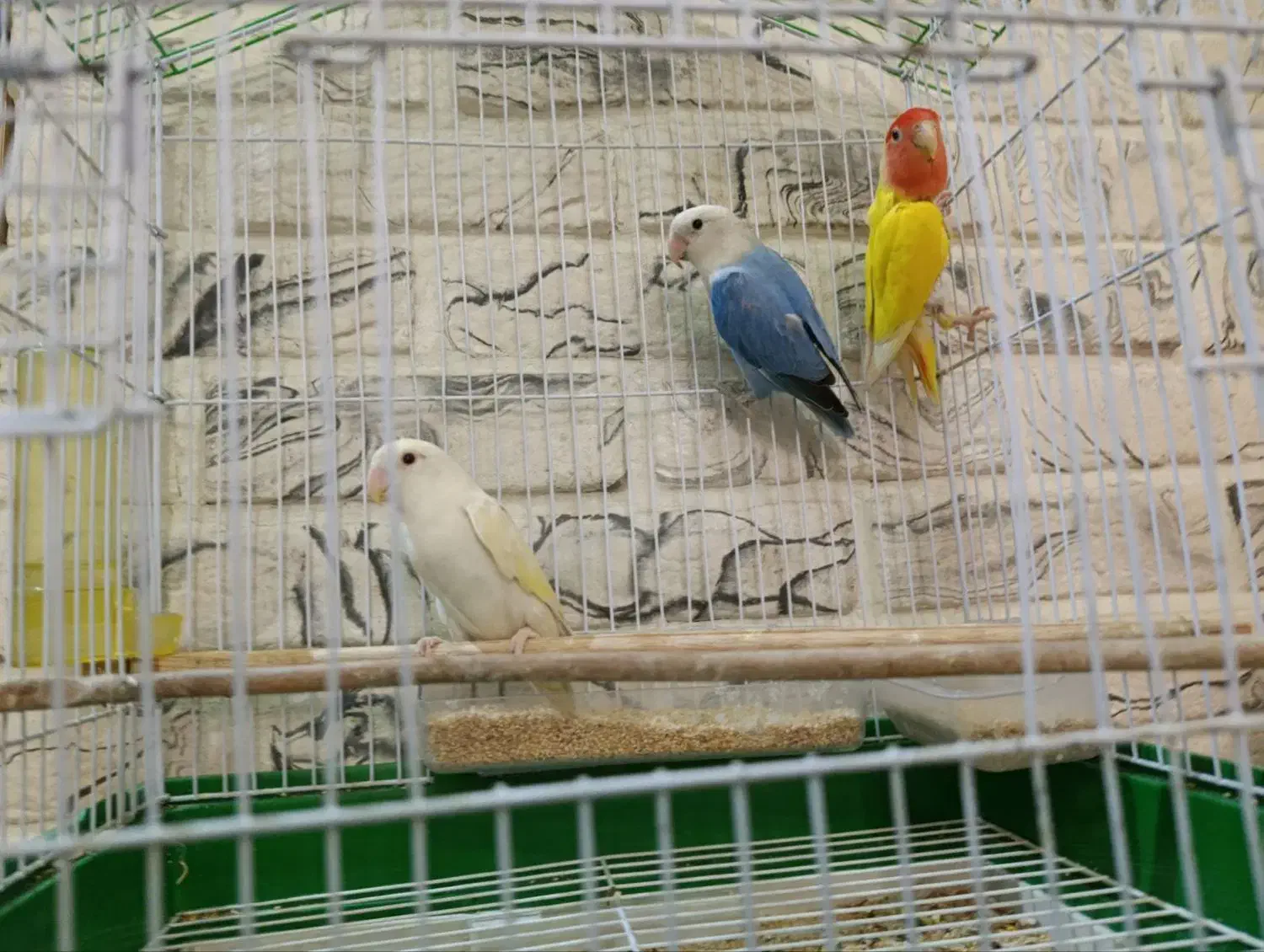 طوطی برزیلی بالغ|پرنده|رودهن, |دیوار