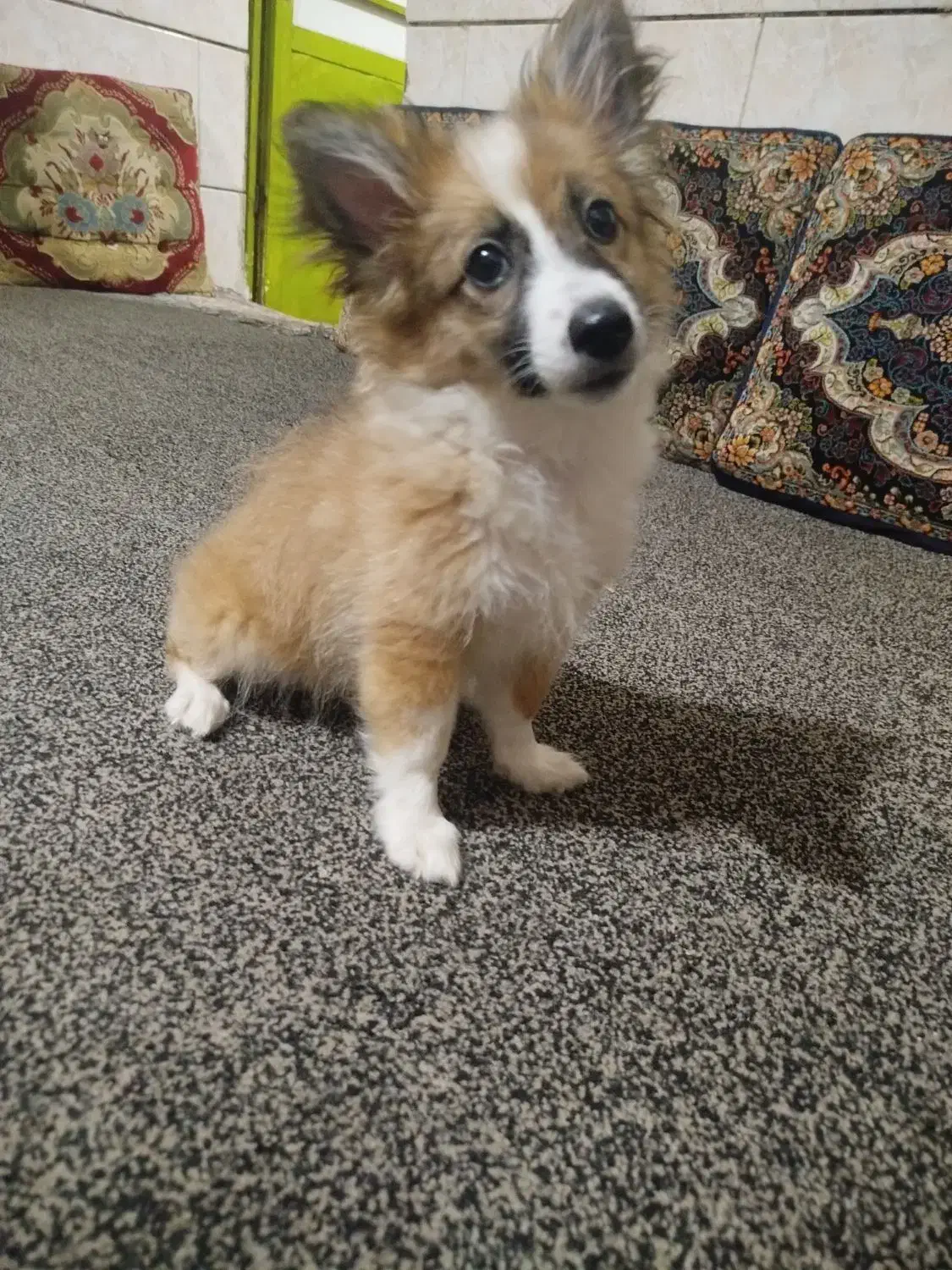 سگ پامرروباهی ب رنگ سفیدوکاراملی|سگ|برازجان, |دیوار