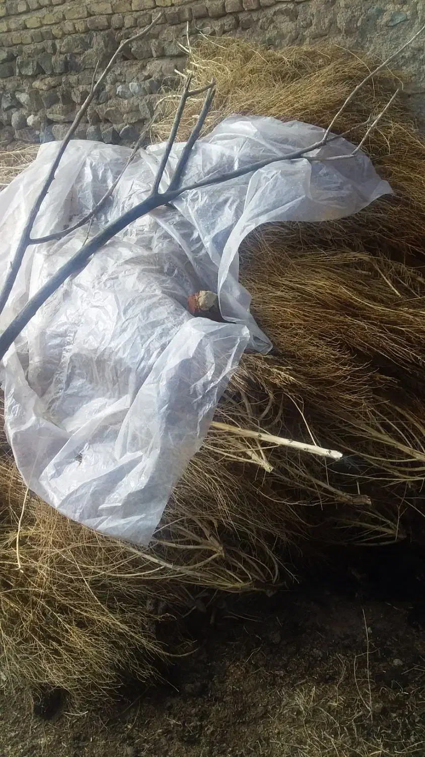 جارو|لوازم جانبی حیوانات|جلفا, |دیوار