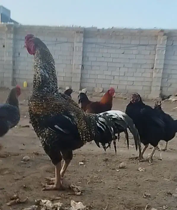 خروس چاق سنگین|پرنده|کوهدشت, |دیوار