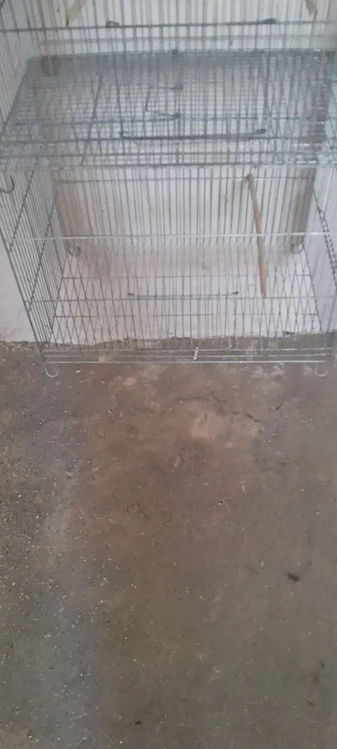 لانه پرنده|لوازم جانبی حیوانات|کاشان, قطب راوندی|دیوار