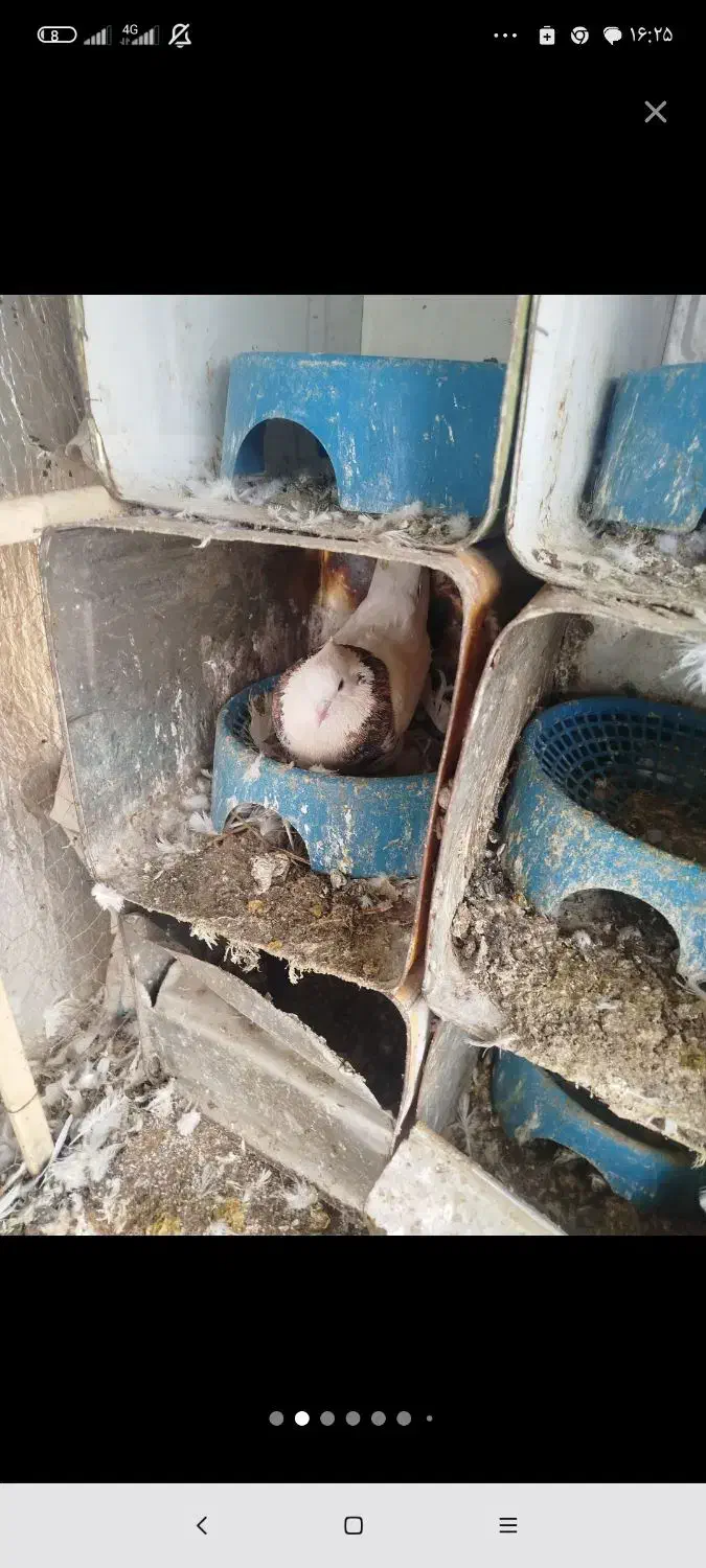 طوق نر گومشده|حیوانات|یاسوج, |دیوار