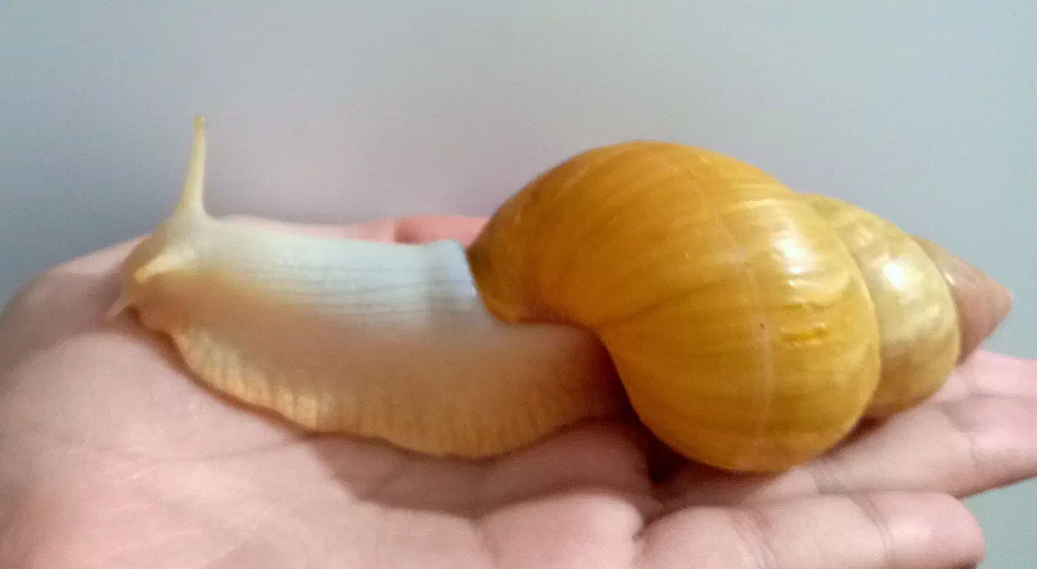 حلزون|خزنده|اسلام‌شهر, مسکن مهر اسلاشهر (شهرک امام خمینی)|دیوار