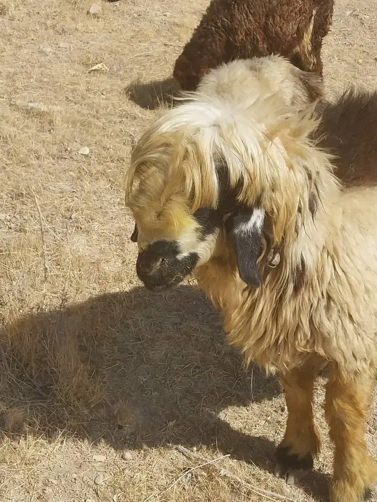 سلام ۳راس کاوه قوچ دو رگ ترکی بختیاری|حیوانات مزرعه|ارژن, |دیوار