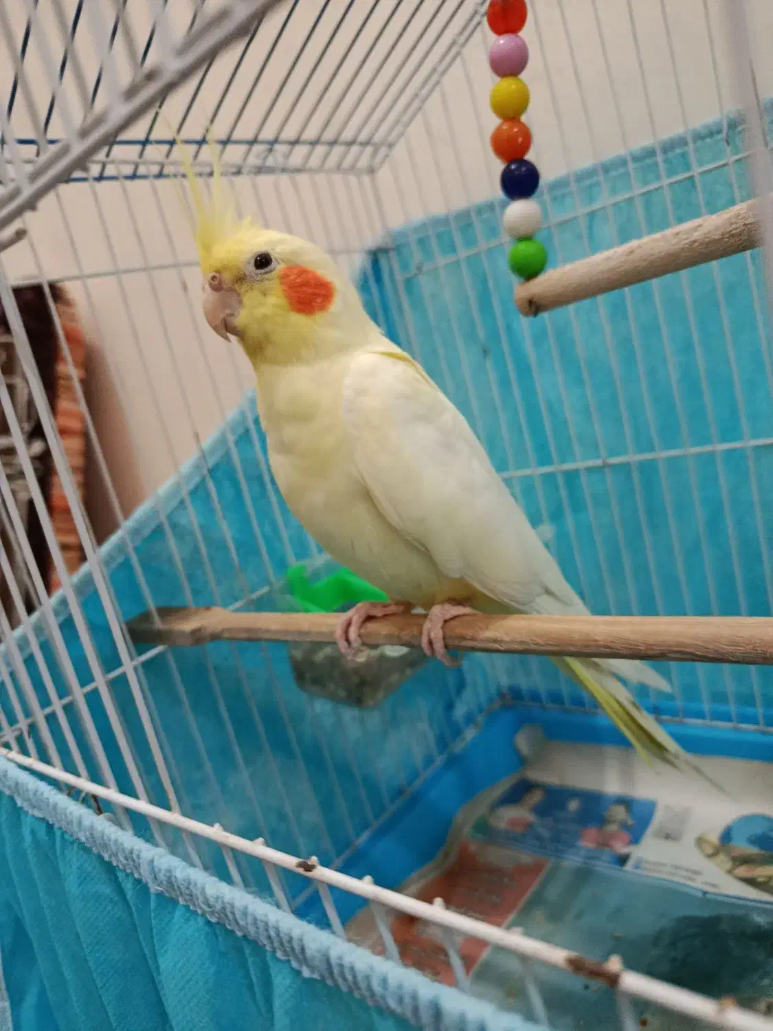 طوطی عروس نر با قفس|پرنده|رشت, دخانیات|دیوار