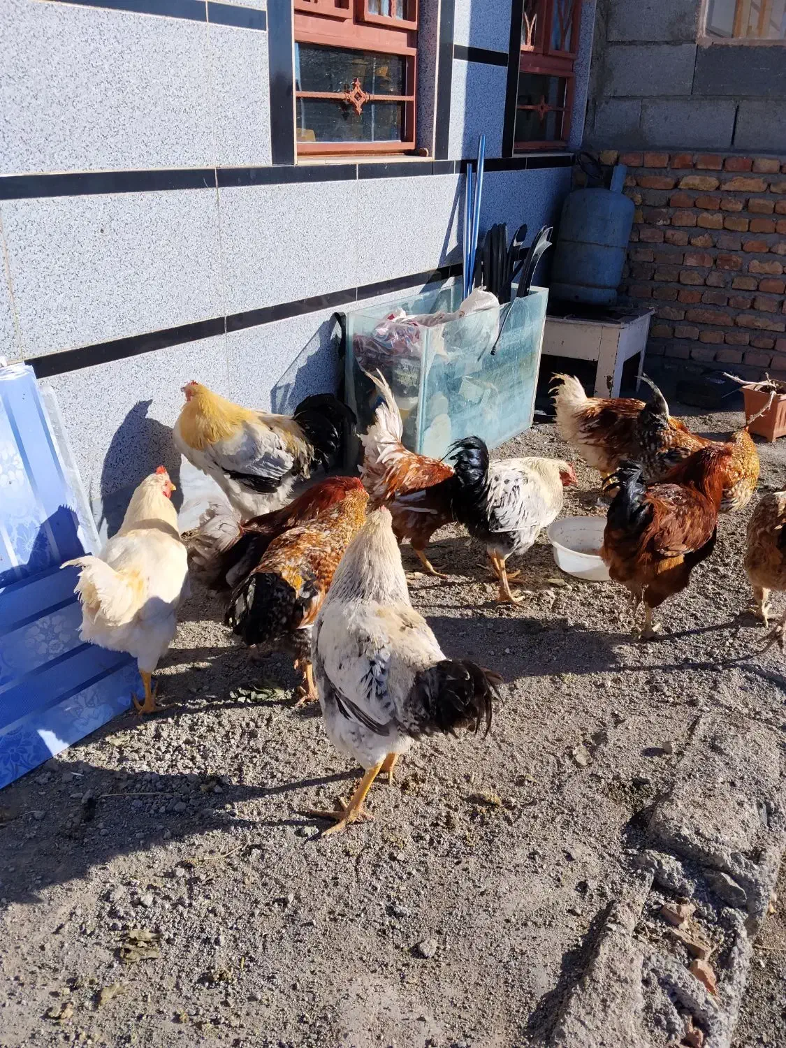 خروس 1ساله|حیوانات مزرعه|دشتک, |دیوار