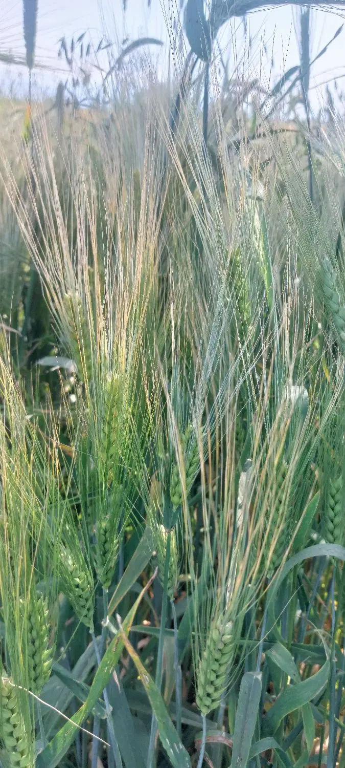 جو ۶پر|خدمات باغبانی و درختکاری|سنگدوین, |دیوار