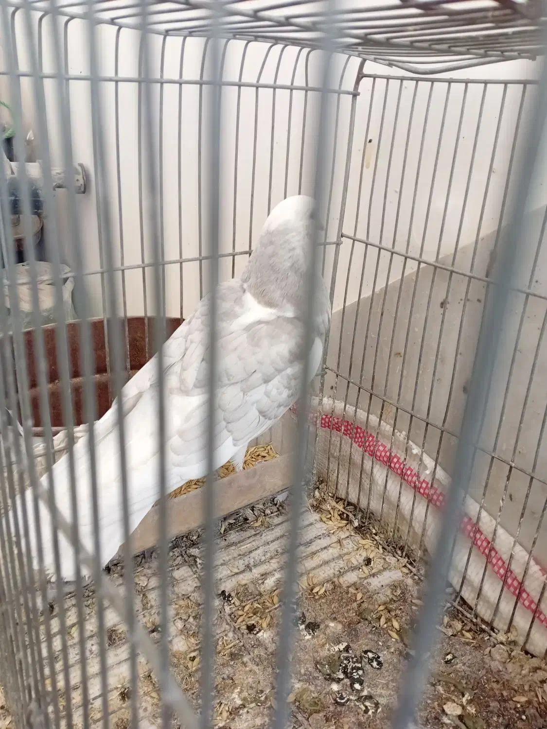 دوکت|پرنده|پیر بکران, |دیوار