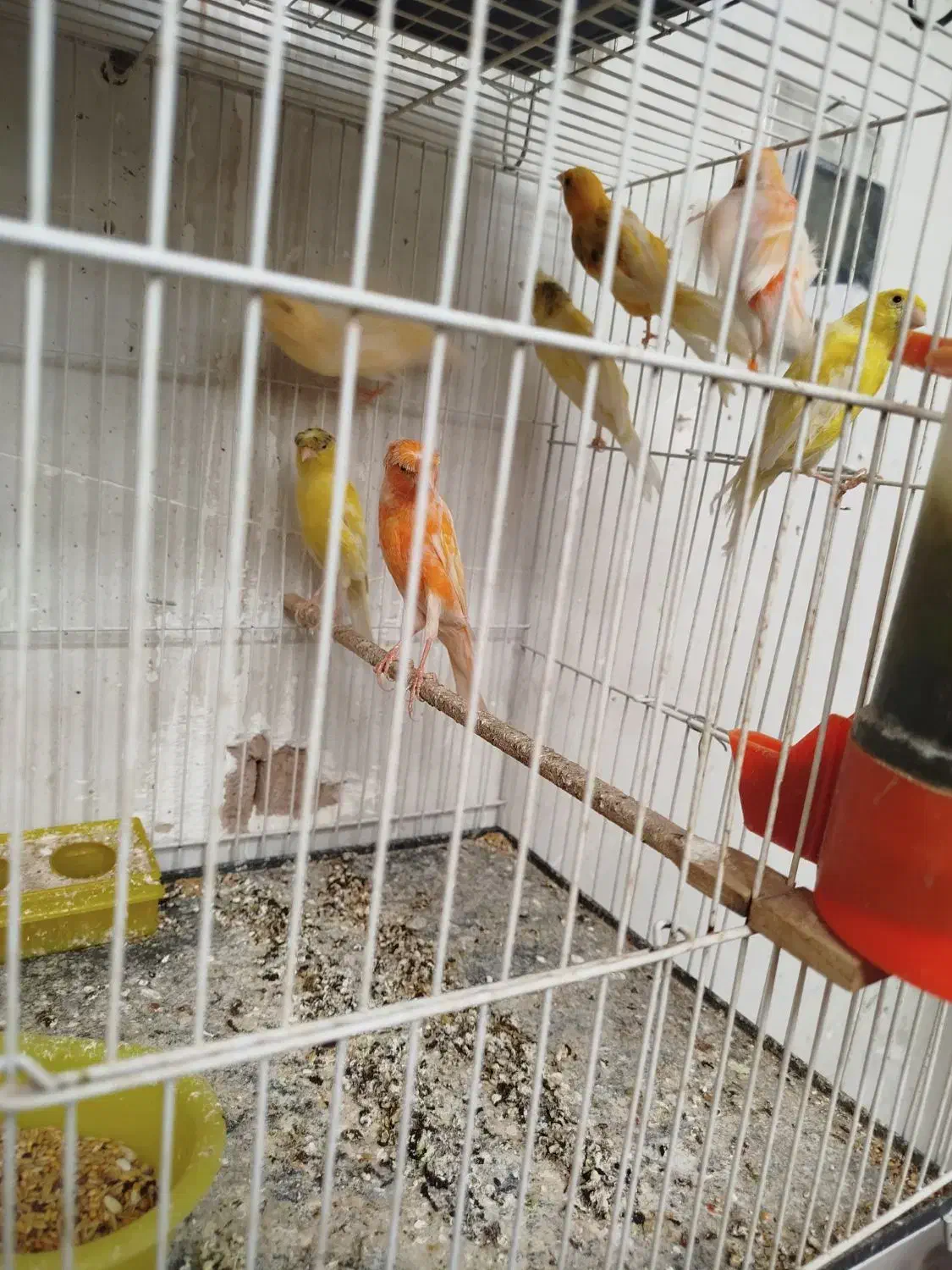 قناری ماده|پرنده|رفسنجان, |دیوار