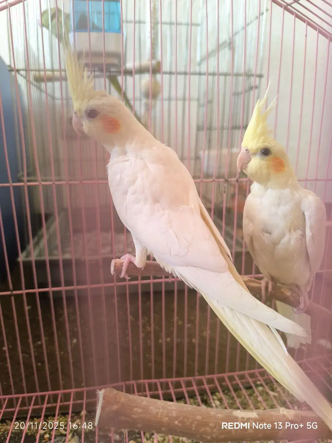 عروس هلندی|پرنده|زنجان, |دیوار