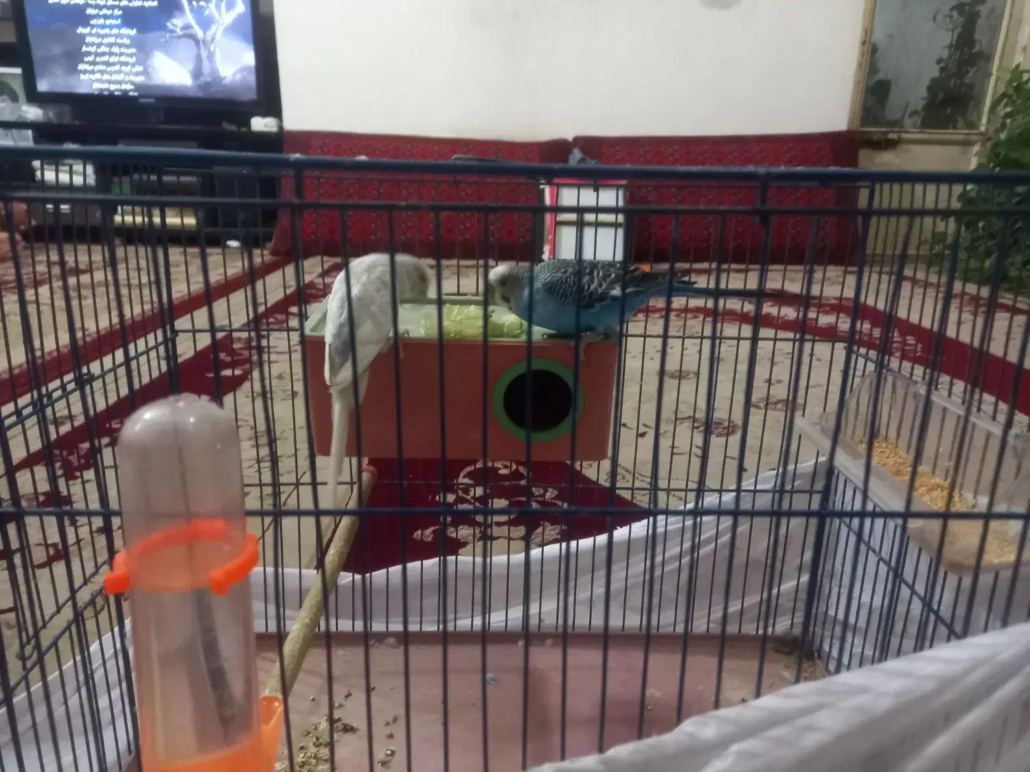 ی جفت مرغ عشق|پرنده|پاکدشت, پاکدشت (مامازند)|دیوار