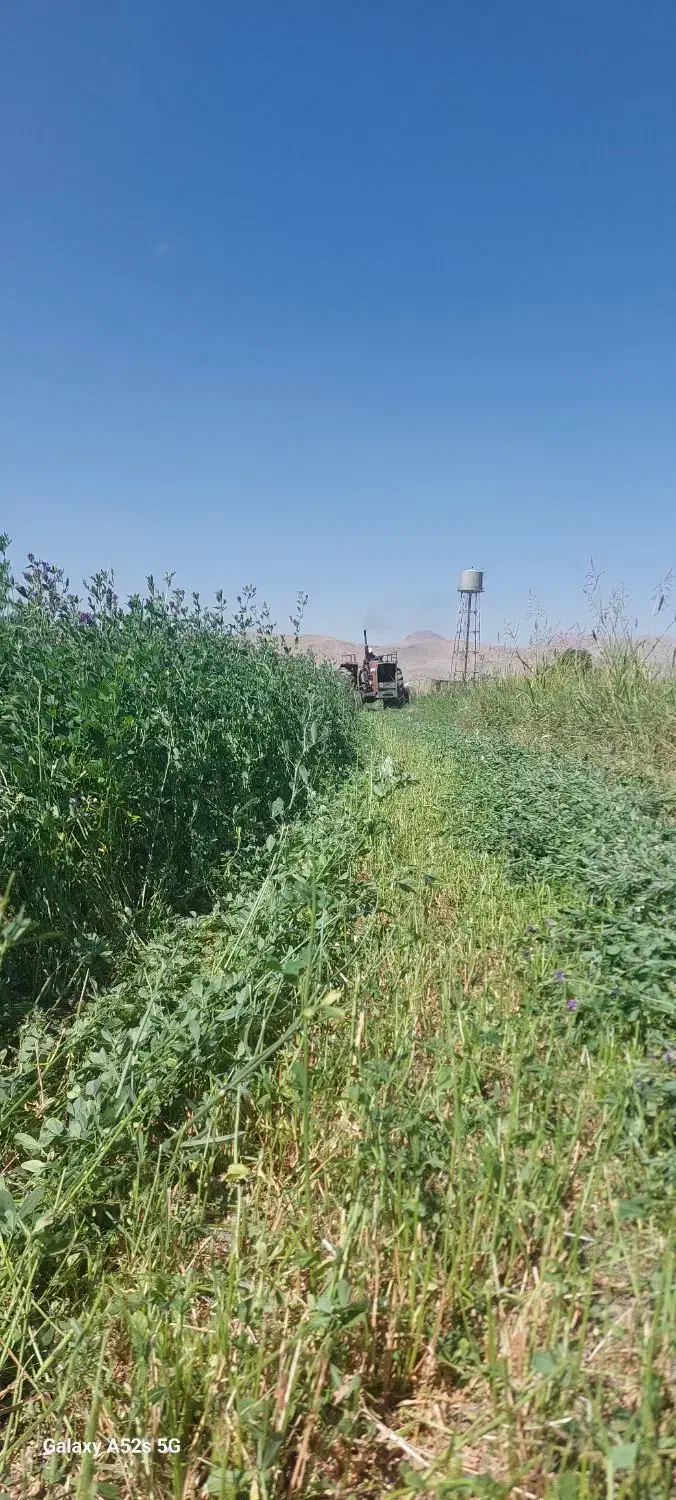 یونجه درجه یک|حیوانات مزرعه|دورود, |دیوار