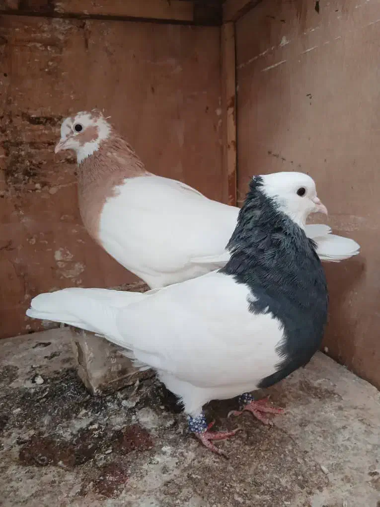 کبوتر طوقی|پرنده|شیراز, شهرک رضوان|دیوار