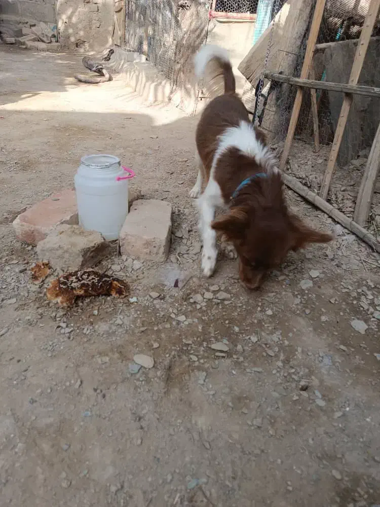 سگ پا کوتاه|سگ|سراوان, |دیوار