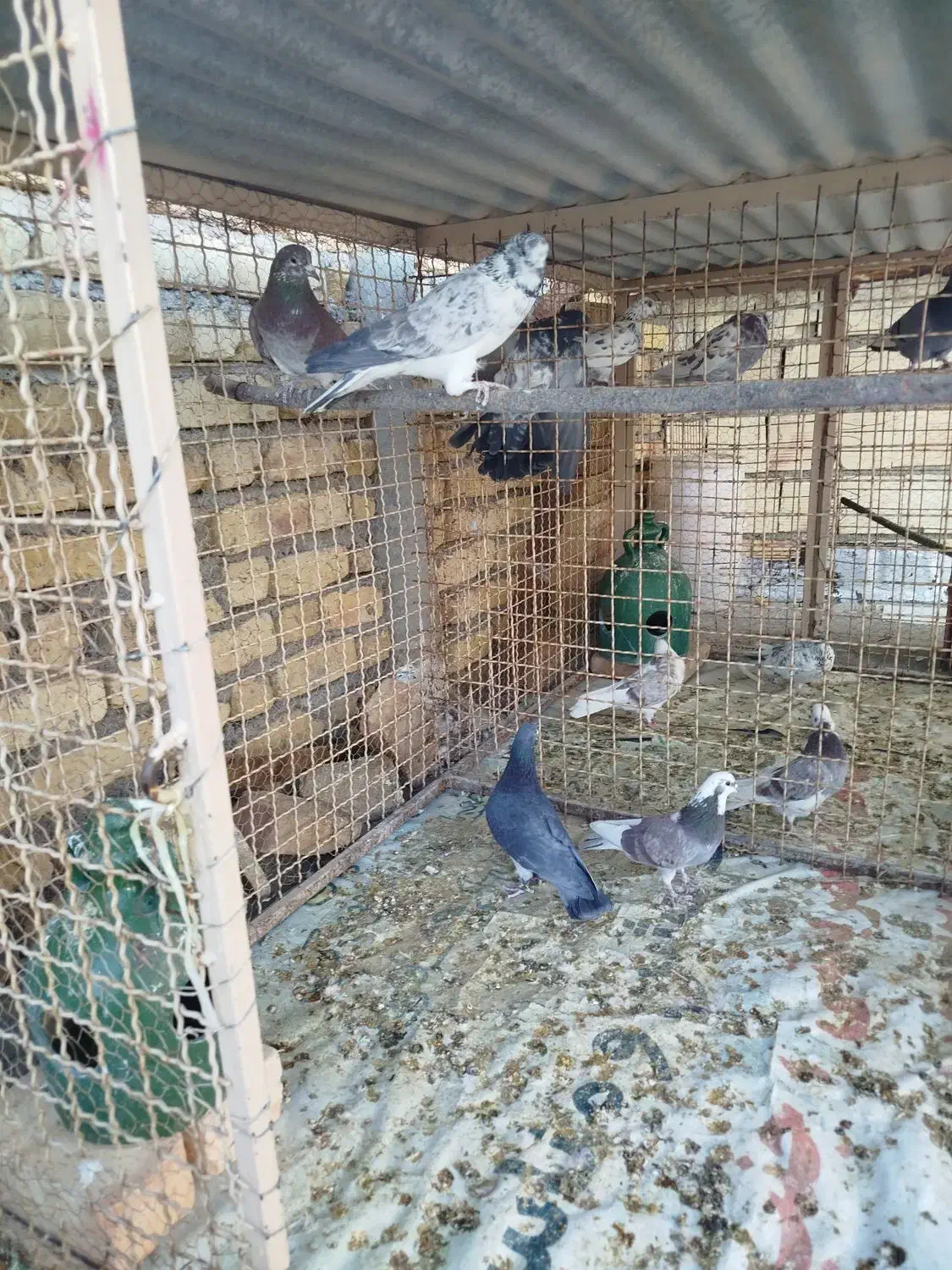 کبوتر پرشی|پرنده|خوانسار, |دیوار